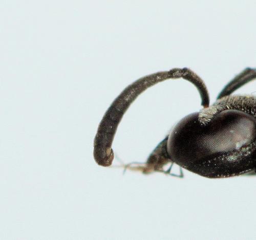 Réf. 199 885 : Microdynerus timidus